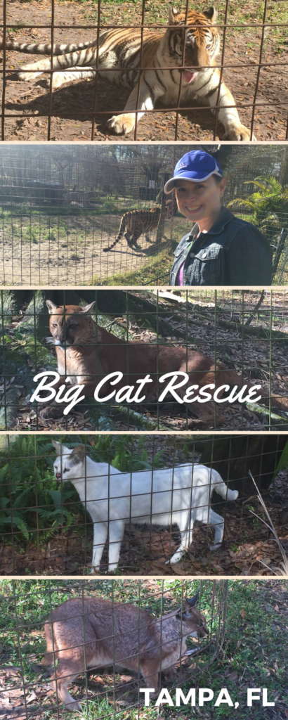 Big Cat Rescue Tampa