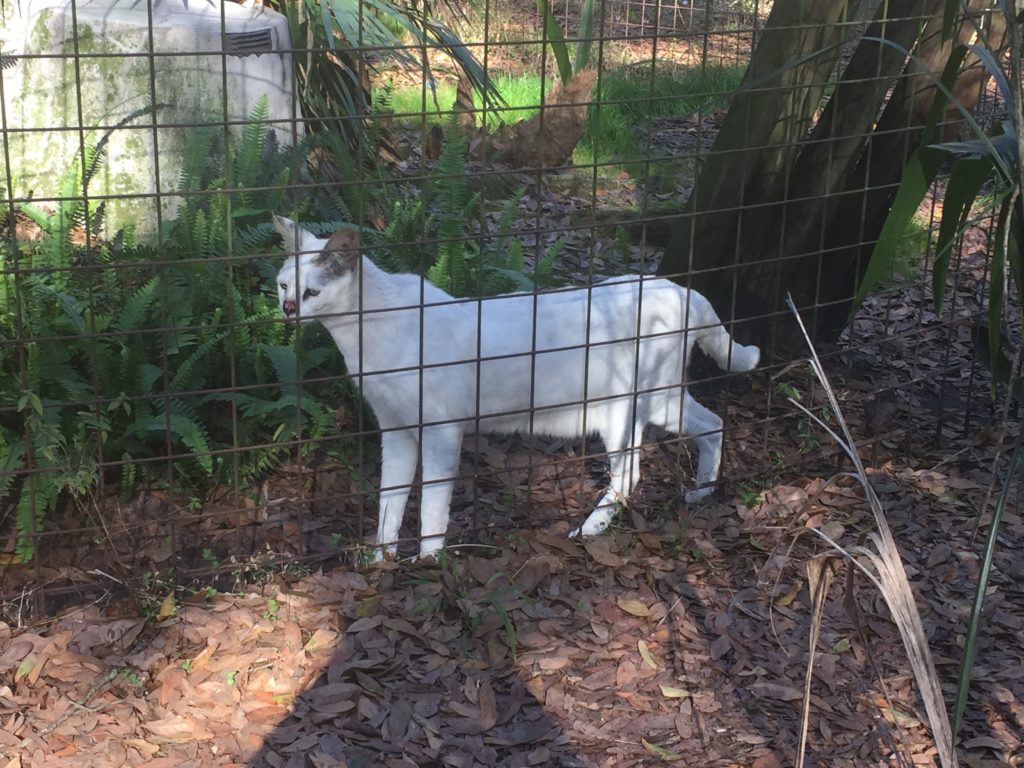 Big Cat Rescue - Tampa, FL