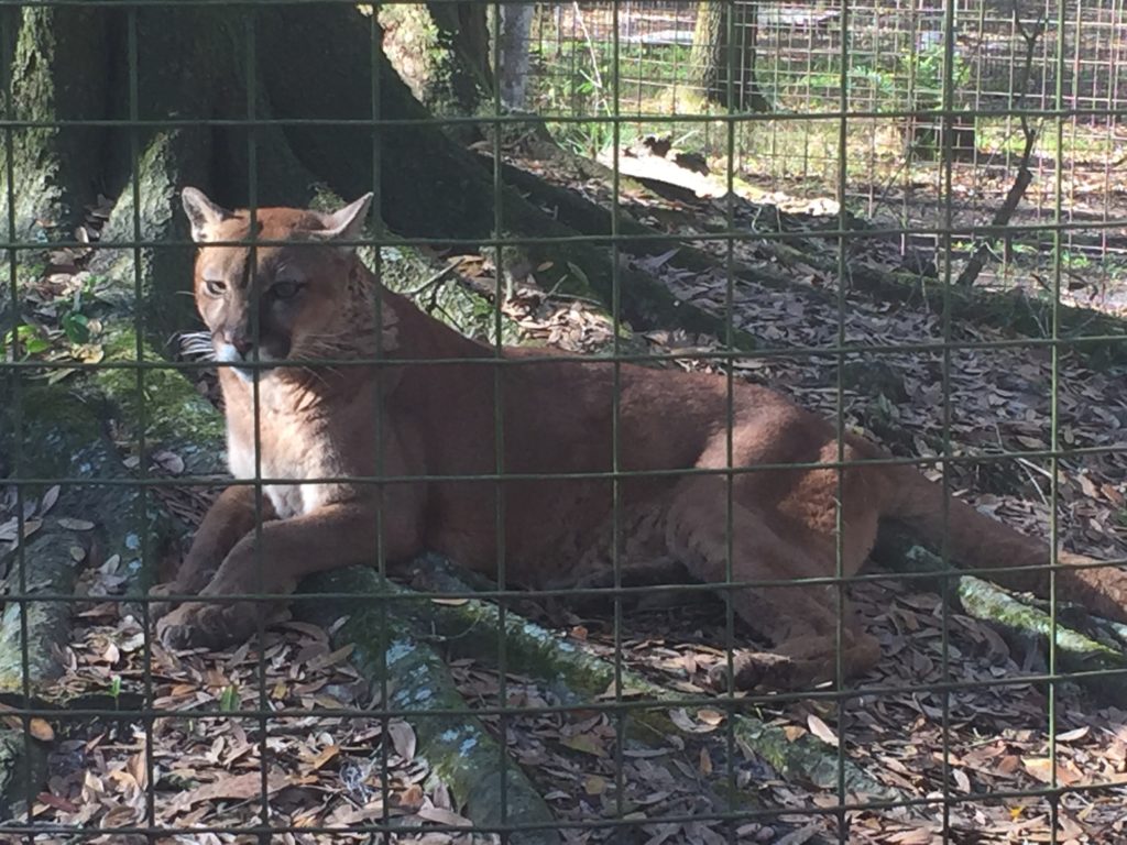 Big Cat Rescue - Tampa, FL