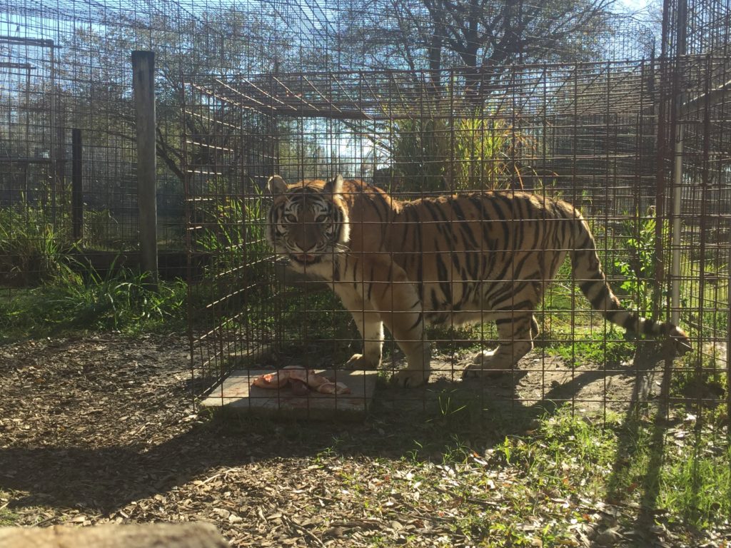 Big Cat Rescue - Tampa, FL