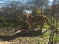 Big Cat Rescue – Tampa, FL