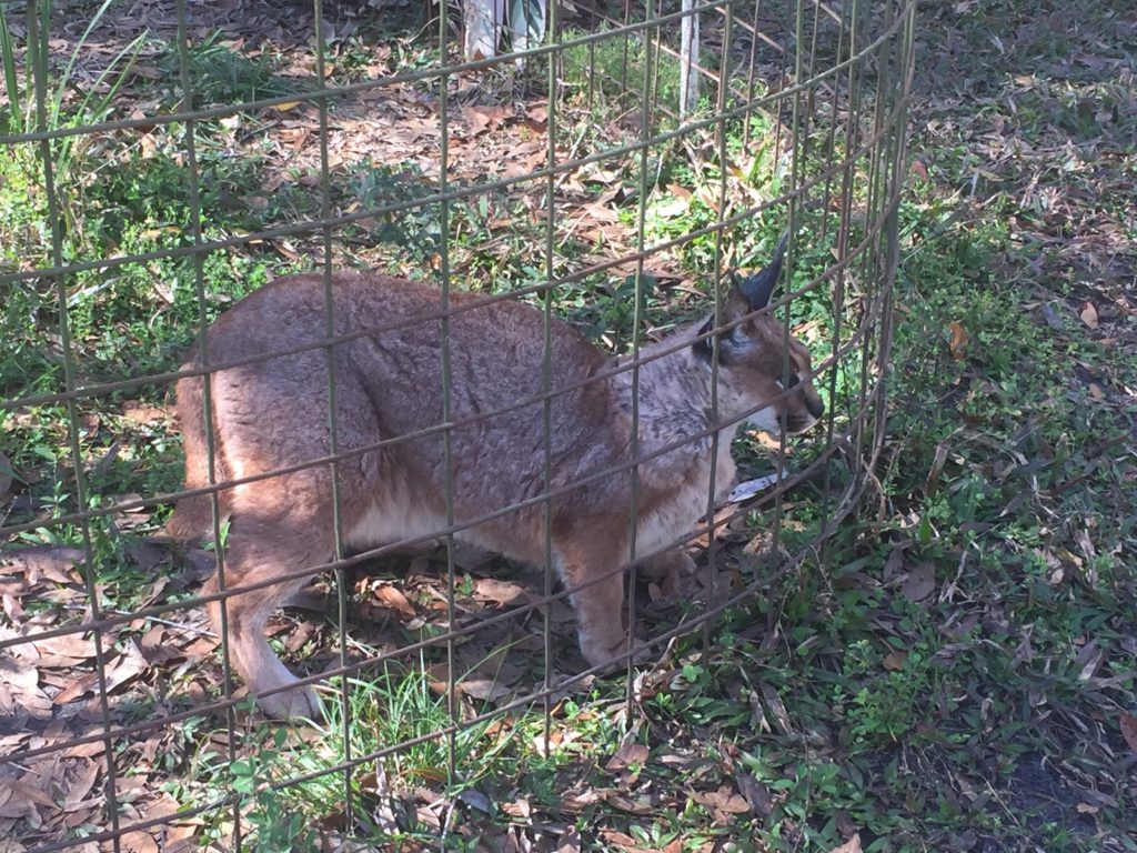 Big Cat Rescue - Tampa, FL