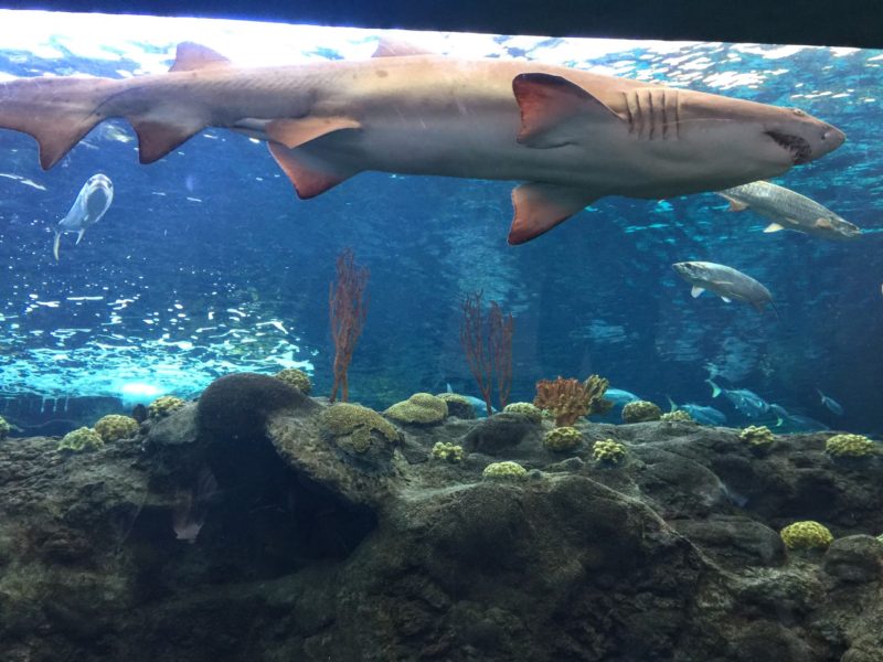 You are currently viewing How to Swim with Sharks in Florida