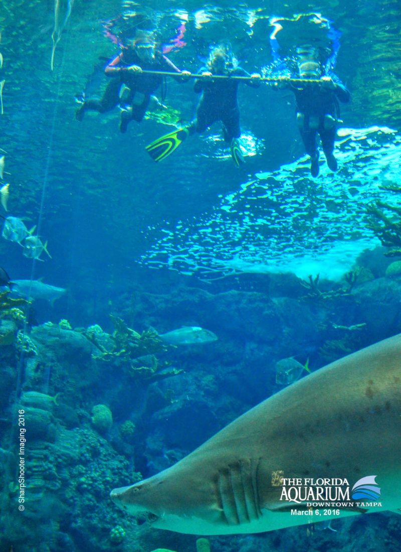 Shark Swim at The Florida Aquarium | Tampa, FL (USA) | USA Travel | Swimming With Sharks