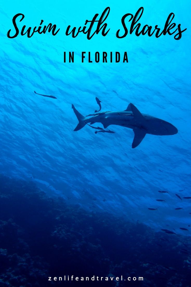 Swim with Sharks in Florida (USA) | These locations will let you swim with sharks without any scuba certification. It's a great activity for those seeking some adventure on their vacation!