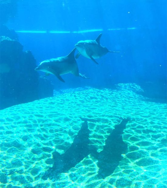 Yoga with Dolphins in Las Vegas at The Mirage