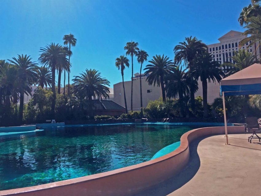 Mirage Dolphin Habitat | Yoga With Dolphins at The Mirage | Las Vegas