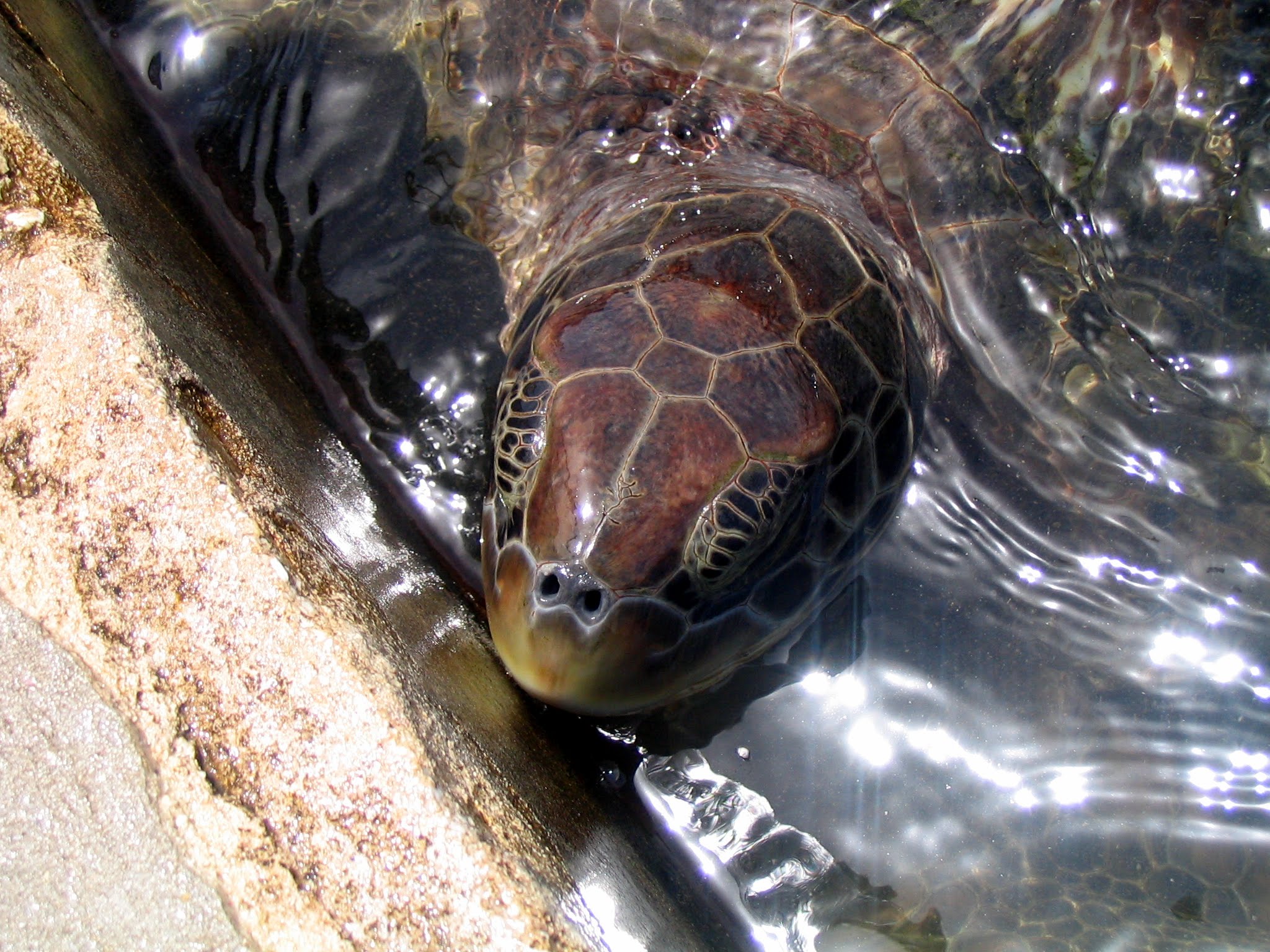 Turtle Farm Grand Cayman Island