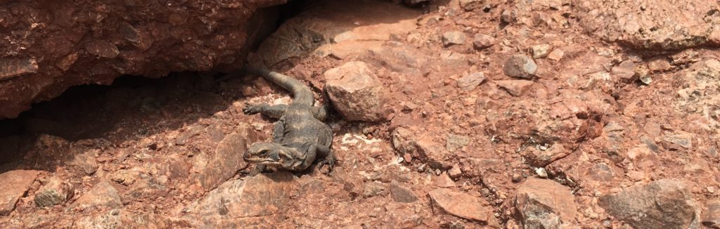 Papago Park Hike Lizard