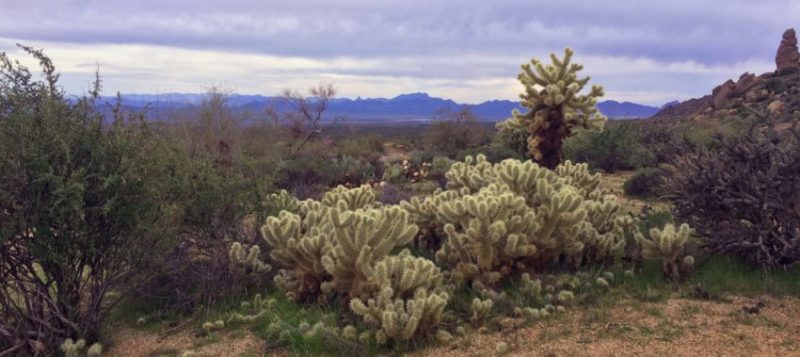 Hiking Marcus Landslide Trail Scottsdale