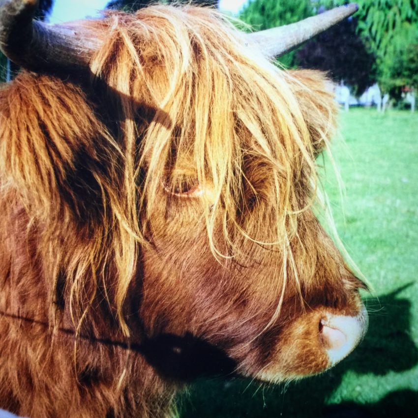 Scottish Highlands Cow Hairy Coo | Things To Do In Europe