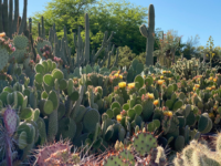 Desert Botanical Garden in Phoenix, AZ