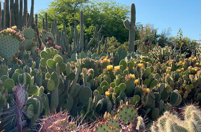 Read more about the article Desert Botanical Garden in Phoenix, AZ