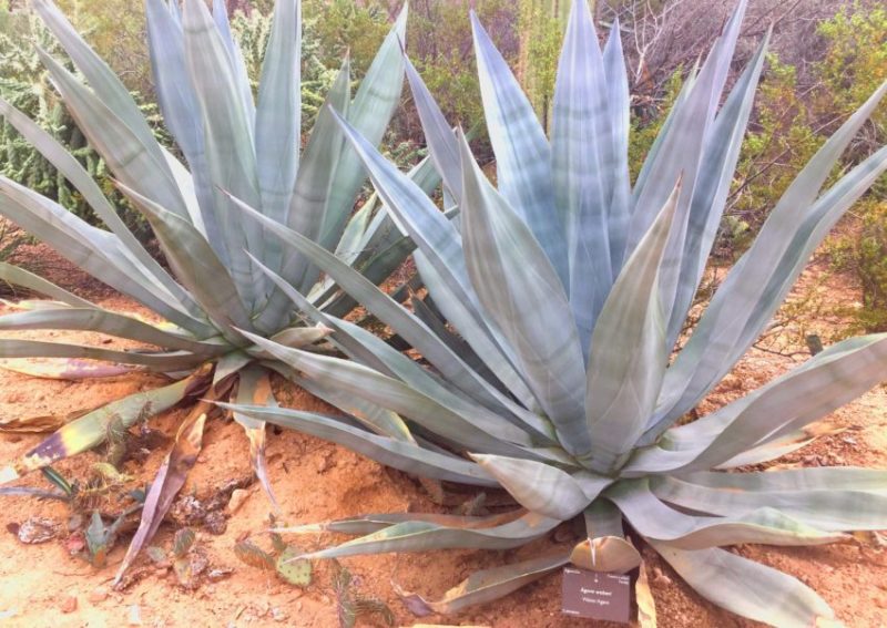 Weber Agave