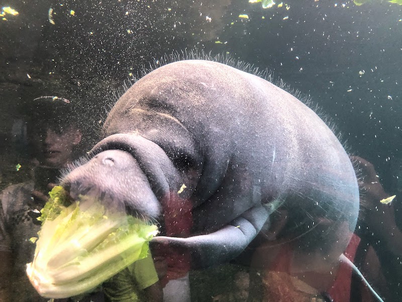 Manatee at the Columbus Zoo