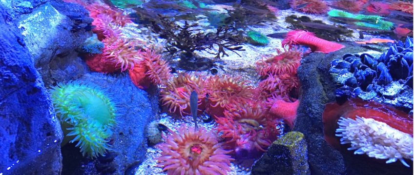 The best things to do in the Twin Cities with kids | Sea Life Aquarium | Mall of America | Minneapolis, MN (USA)