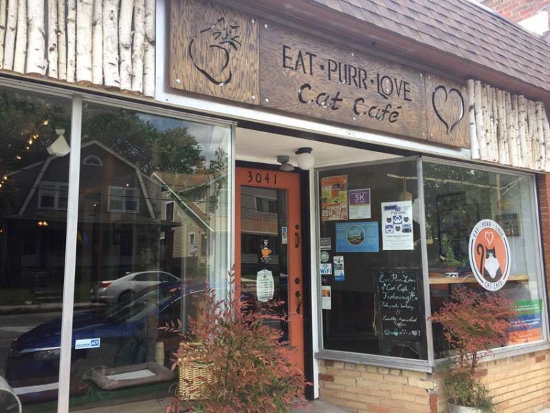 Eat Purr Love - Cat Cafe in Columbus, OH | Ohio Travel | USA Travel