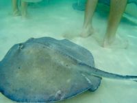 Swim with Stingrays in Grand Cayman