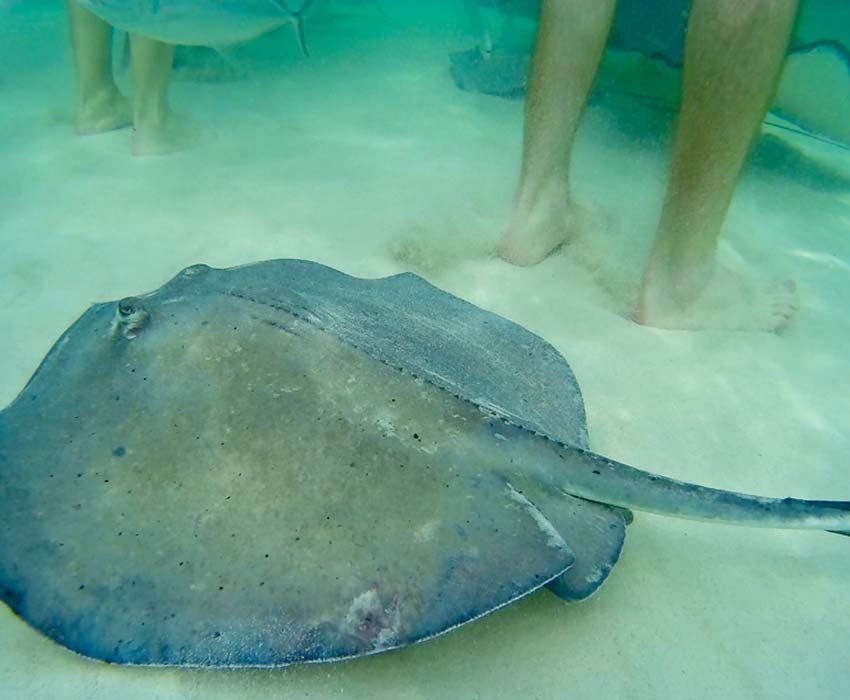 You are currently viewing Swim with Stingrays in Grand Cayman