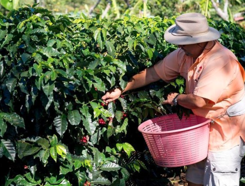 Day tours from San Jose Costa Rica - Doka Coffee