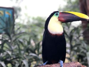 The Best Day Trips From San Jose Costa Rica | Costa Rica Day Trips From San Jose | Toucan at La Paz Waterfall Gardens