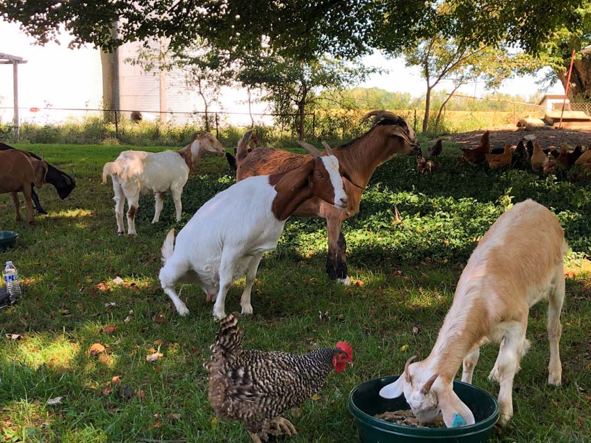 Goat Yoga Columbus Ohio Harrison Farm