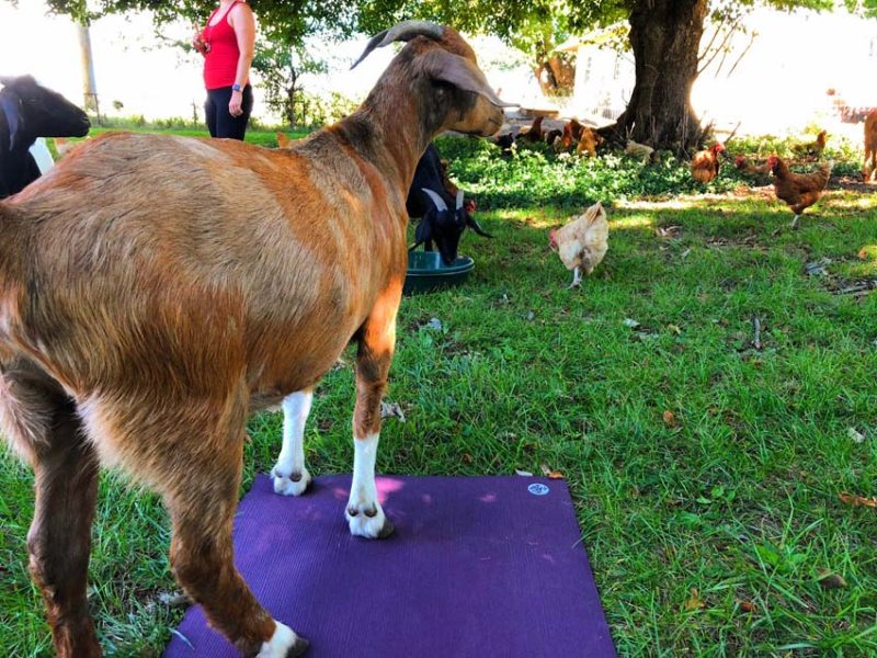 Summer Activities in Columbus Ohio - goat yoga