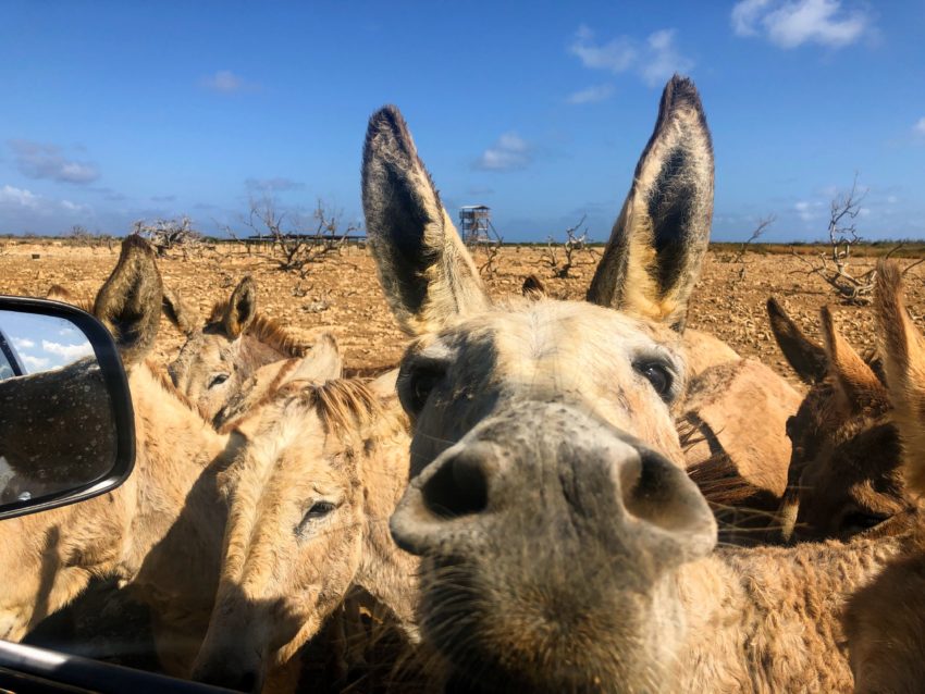 Activities in Bonaire - Donkey Sanctuary 