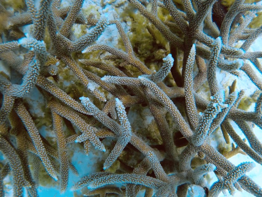 Scuba diving in Bonaire: The Rock (unmarked dive site)