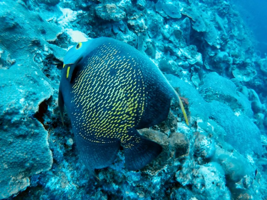 Shore diving in Bonaire: French Angelfish at Webers Joy 