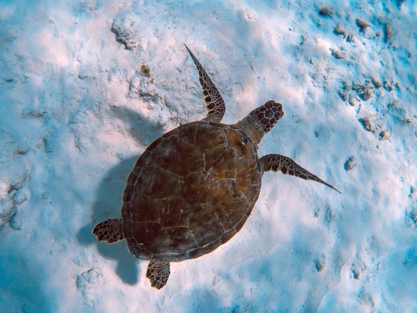 Scuba diving in Bonaire: Sea Turtle at Andrea 2 