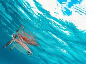 Sea Turtle Underwater - Scuba Diving in Bonaire