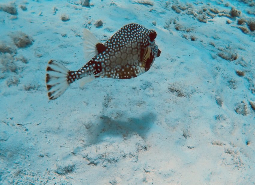 Scuba diving in Bonaire: Smooth Trunkfish 