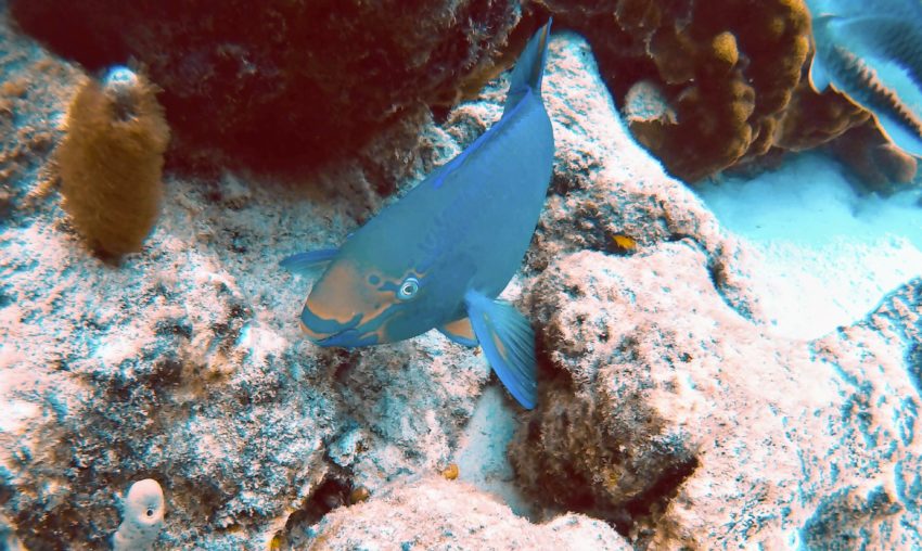 Stoplight Parrotfish at the Andrea 2 dive site in Bonaire