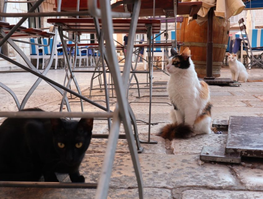 cats in dubrovnik