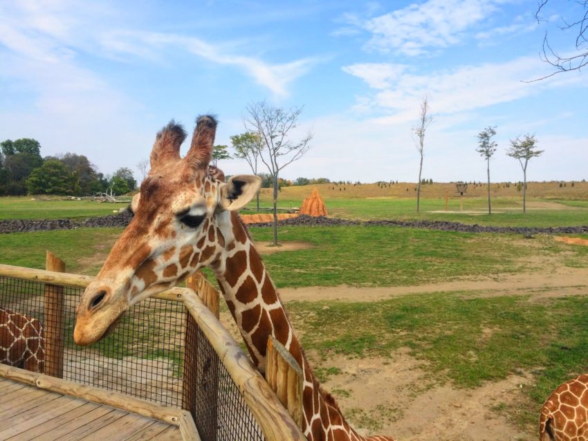 giraffe at the columbus zoo and aquarium near Columbus, Ohio