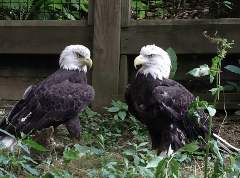 Ohio Bird Sanctuary