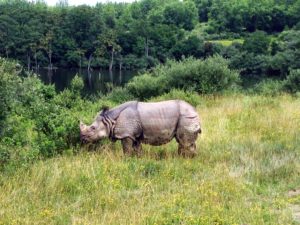 Rhino at The Wilds Ohio