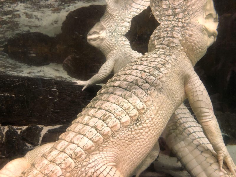 white alligators at newport aquarium in newport, kentucky