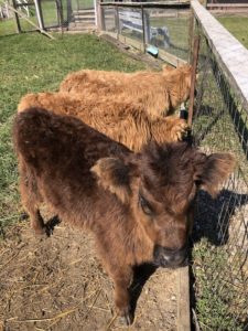 Dougherty Orchard calf