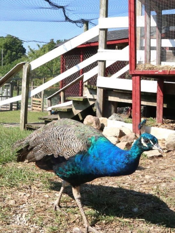 Doughtery Orchard Peacock