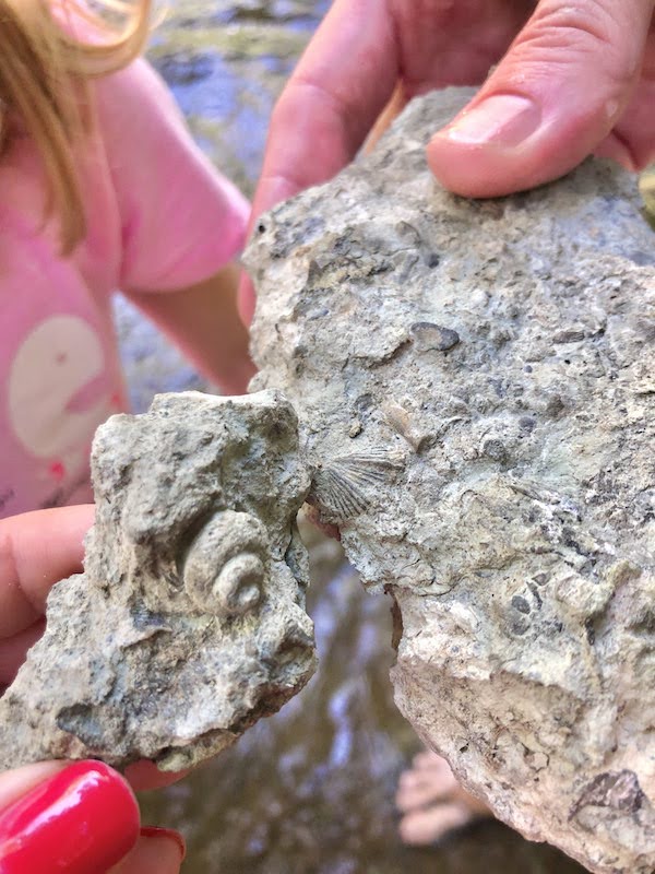 Fossil Hunting at Thistlewaite Falls