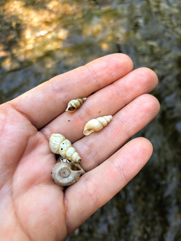 Fossils at Thistlewaite Falls