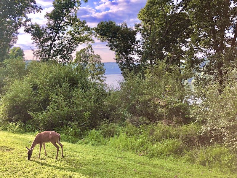 View from room at Salt Fork Lodge