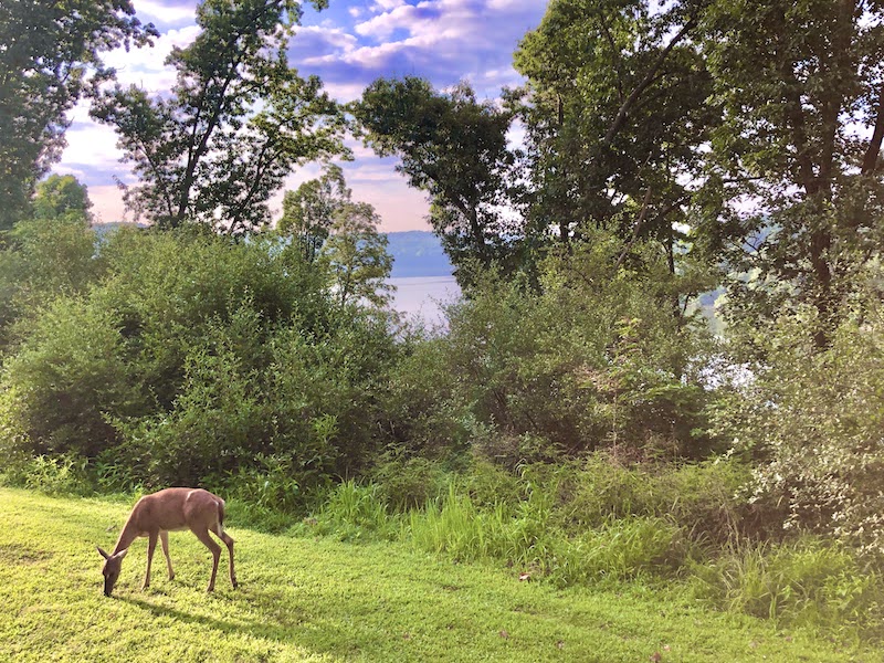 Vew from room at Salt Fork Lodge