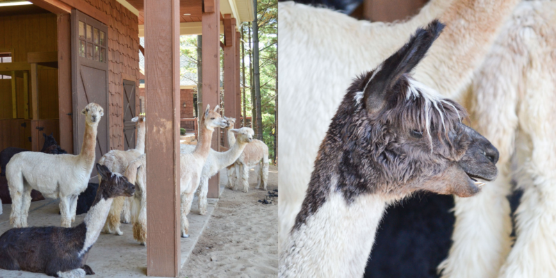 alpacas of spring acres zanesville ohio