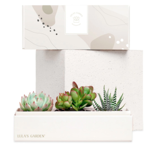 Lula's Garden Succulents