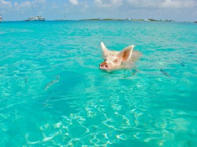 Swimming pigs in Exumas Bahamas