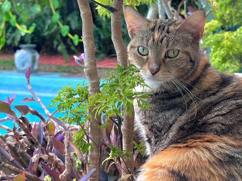 Hemingway House cats