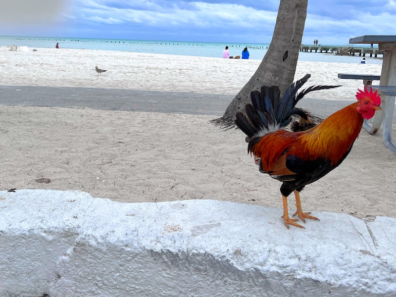 Key West chickens